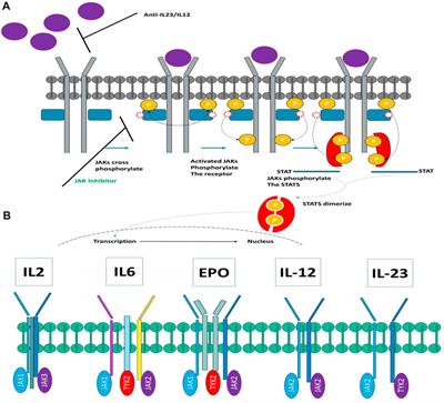 Revealing innovative JAK1 and JAK3 inhibitors: a comprehensive study utilizing QSAR, 3D-Pharmacophore screening, molecular docking, molecular dynamics, and MM/GBSA analyses